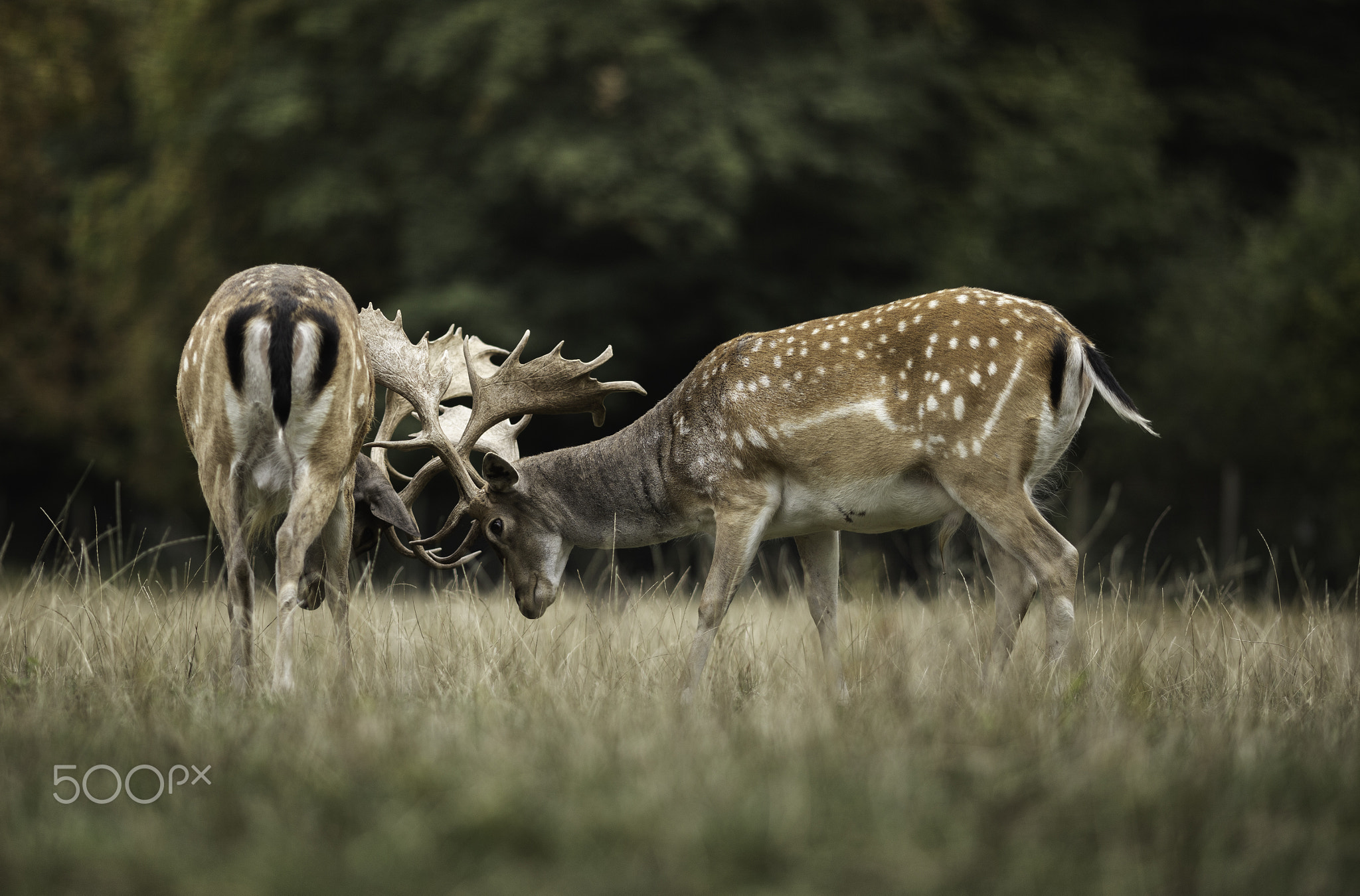 Deer Fight