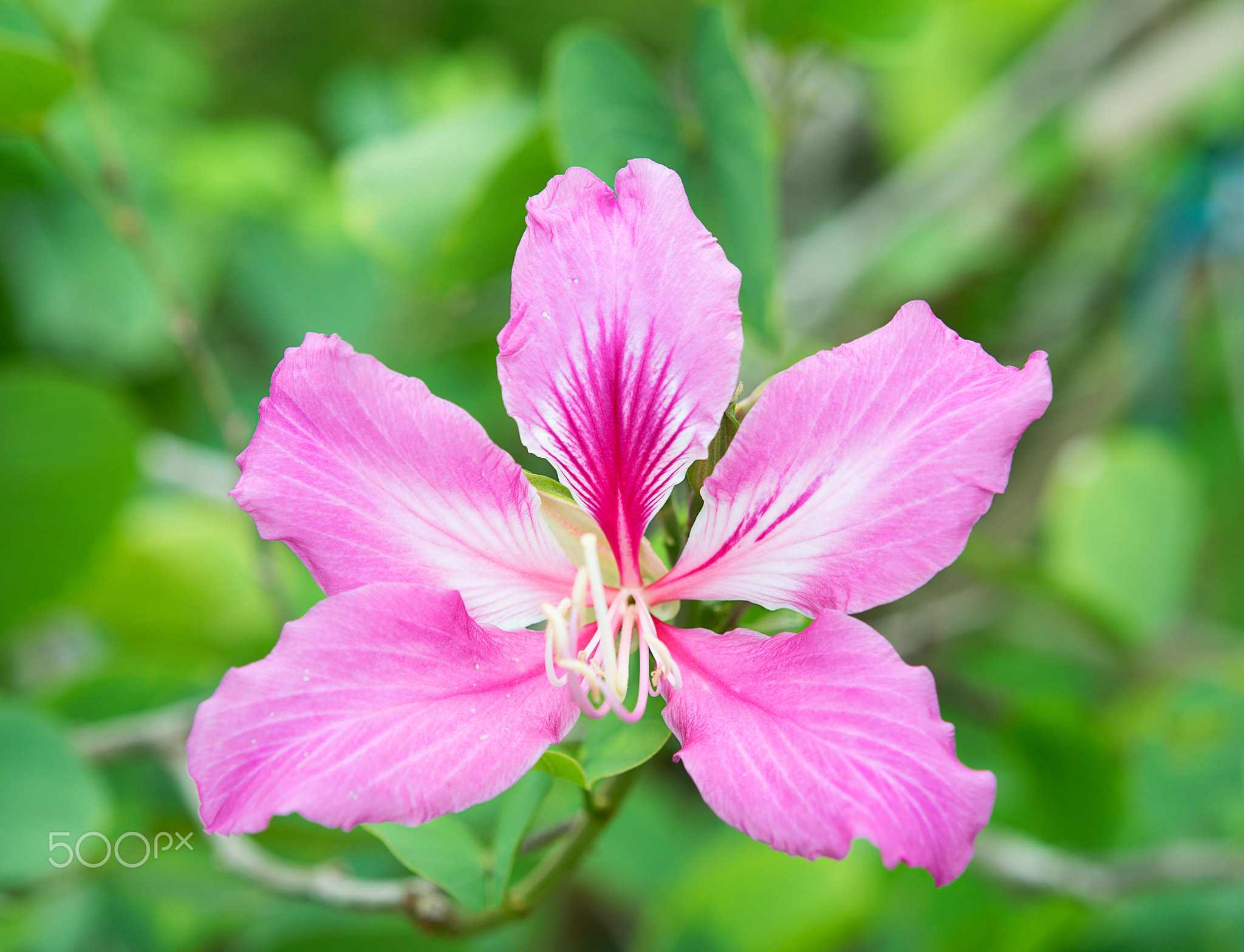 Purple Flower