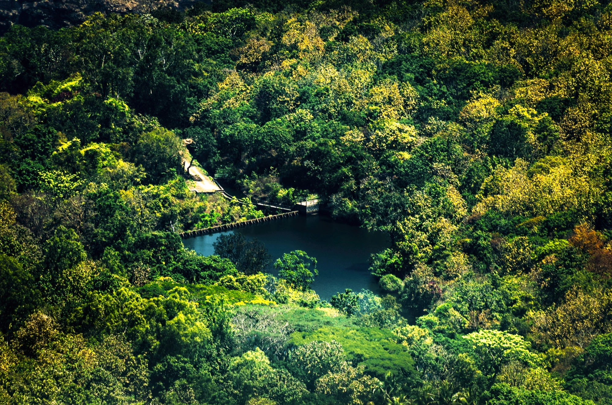 Water body inside a deep jungle
