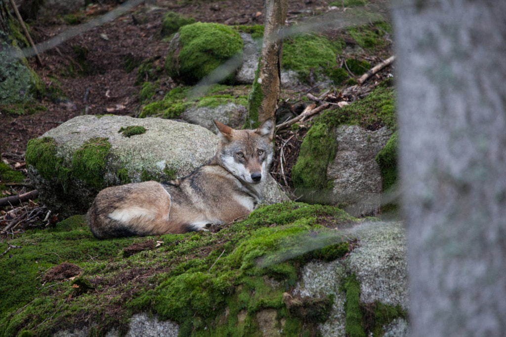 Canis lupus by Jan Cerny on 500px.com