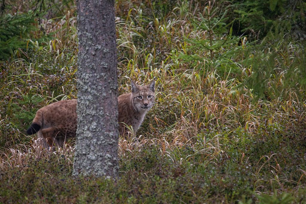 Lynx lynx by Jan Cerny on 500px.com