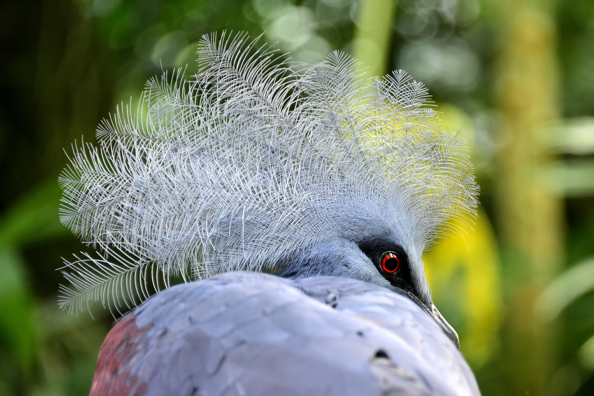 Crowned pigeon