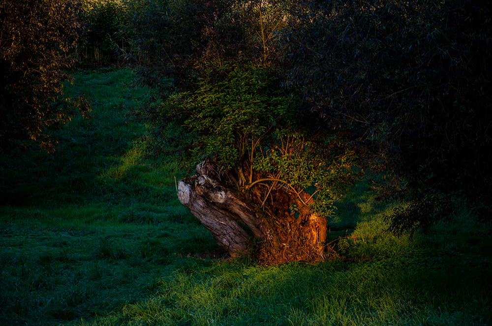 baum von dirk derbaum auf 500px.com