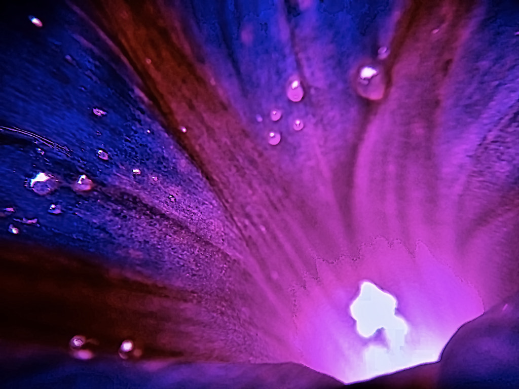 Volcanic flower by Alp Icoz on 500px.com