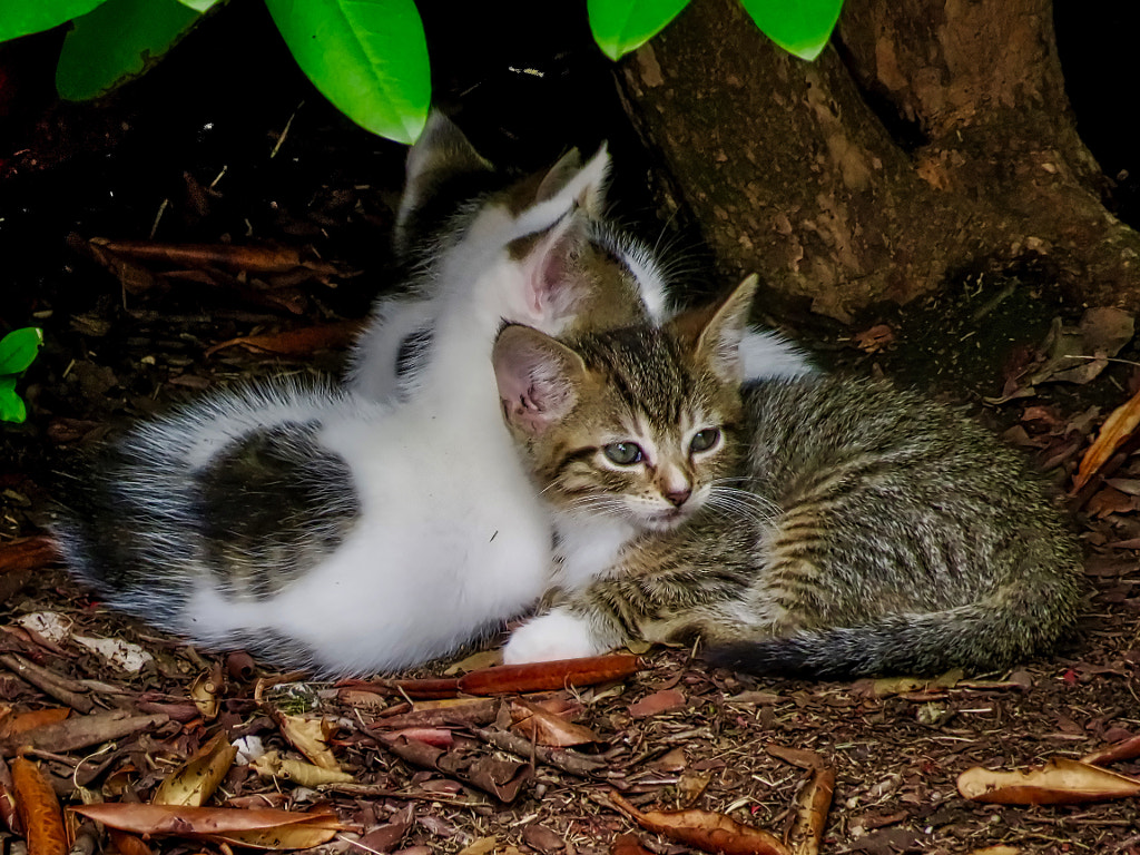 Sibling kittens finding warmness of each other by Alp Icoz on 500px.com