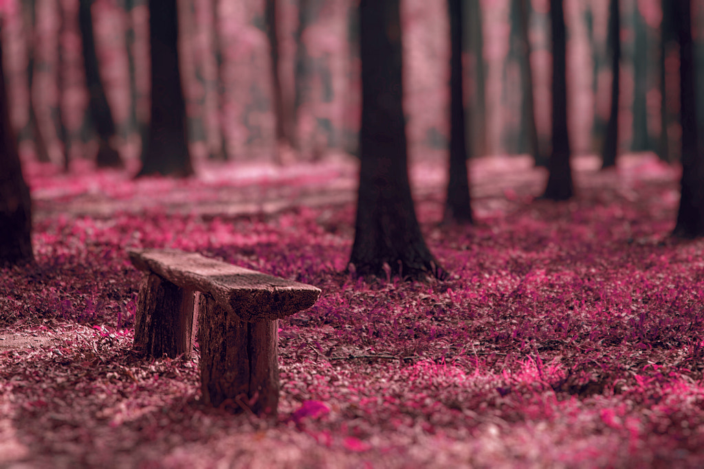pink park and a lonely bench by Маријана Петровић on 500px.com
