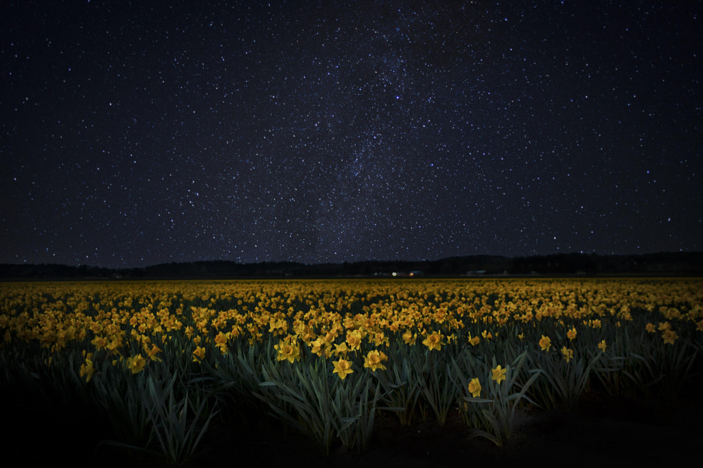 Daffodil Fields by Jake Johnson on 500px.com