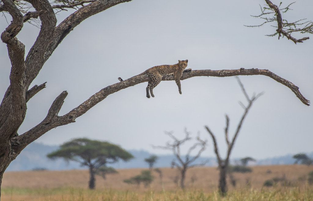 Welcome To The Serengeti by Matt MacDonald on 500px.com