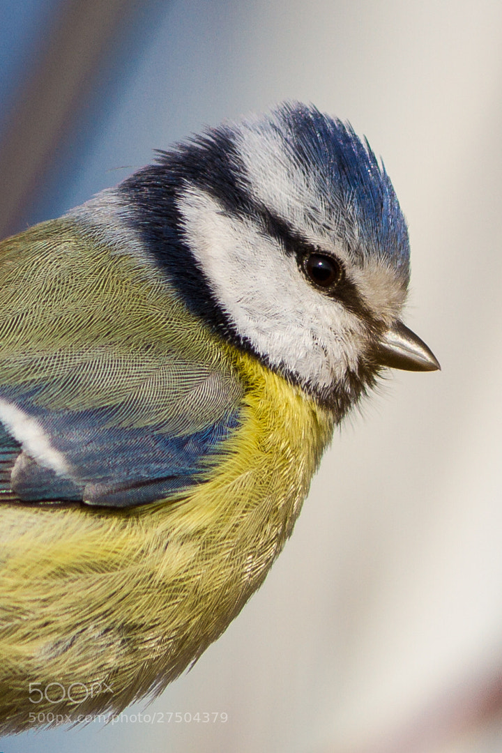 Bird Portrait