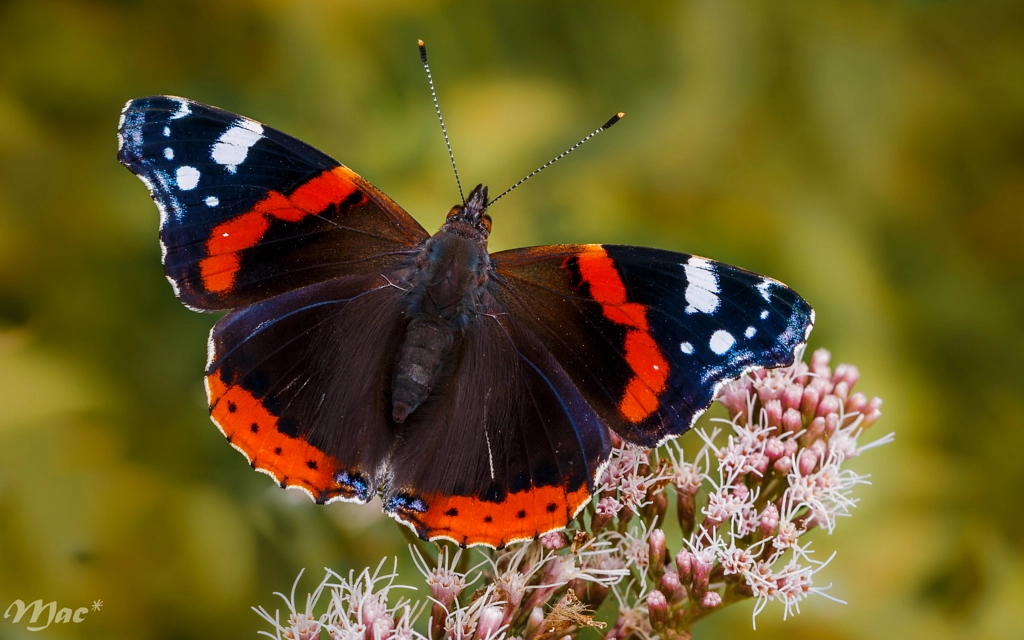 Red Admiral-Atalanta by Marc Tielemans on 500px.com