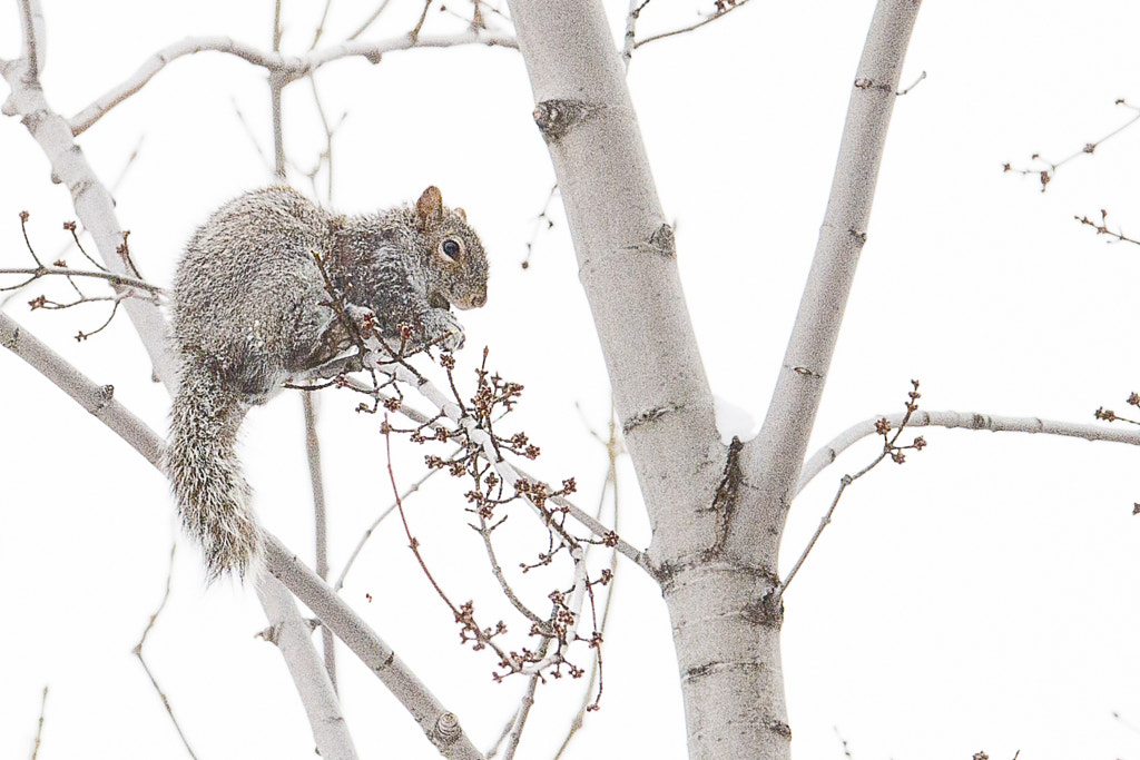 Freezing Squirrel by Jacques-Andre Dupont on 500px.com