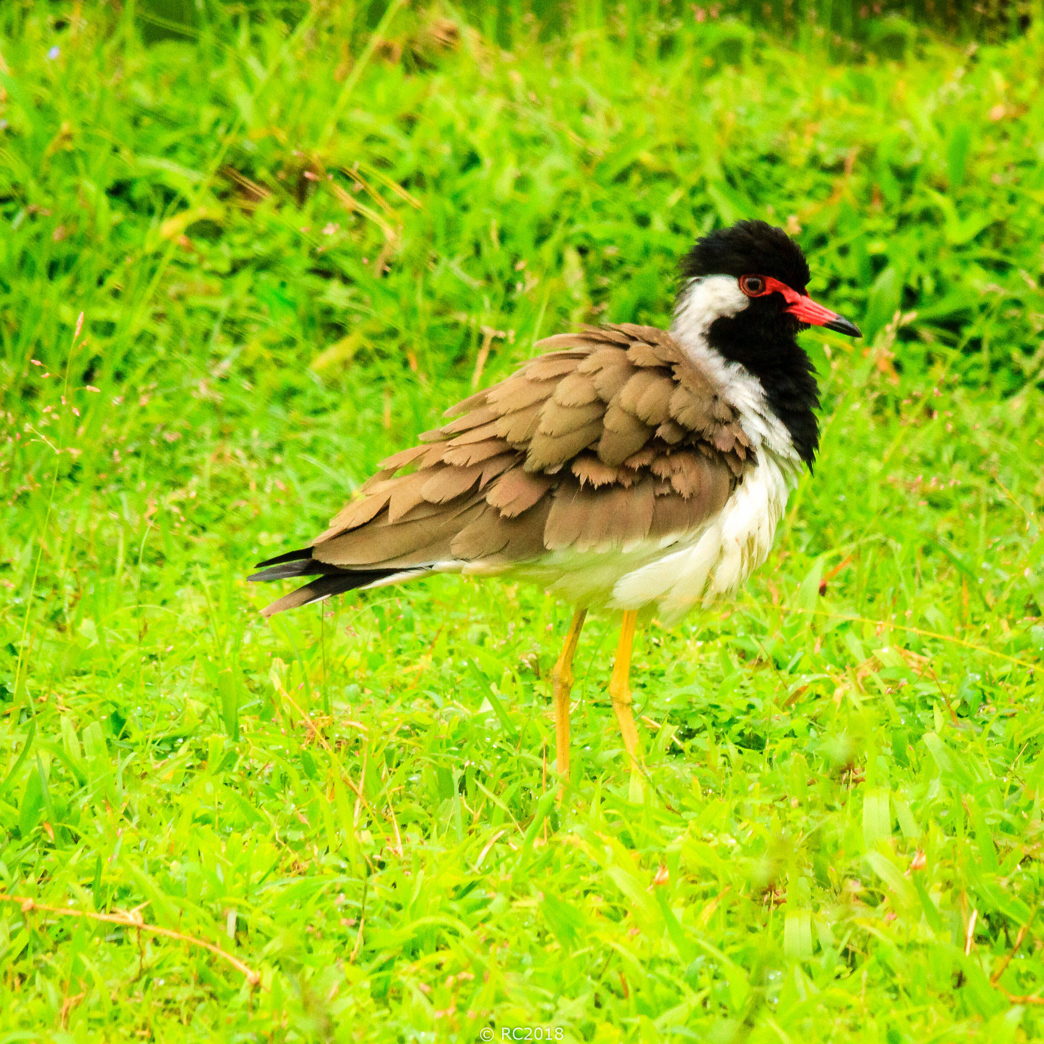 Red Lapwing