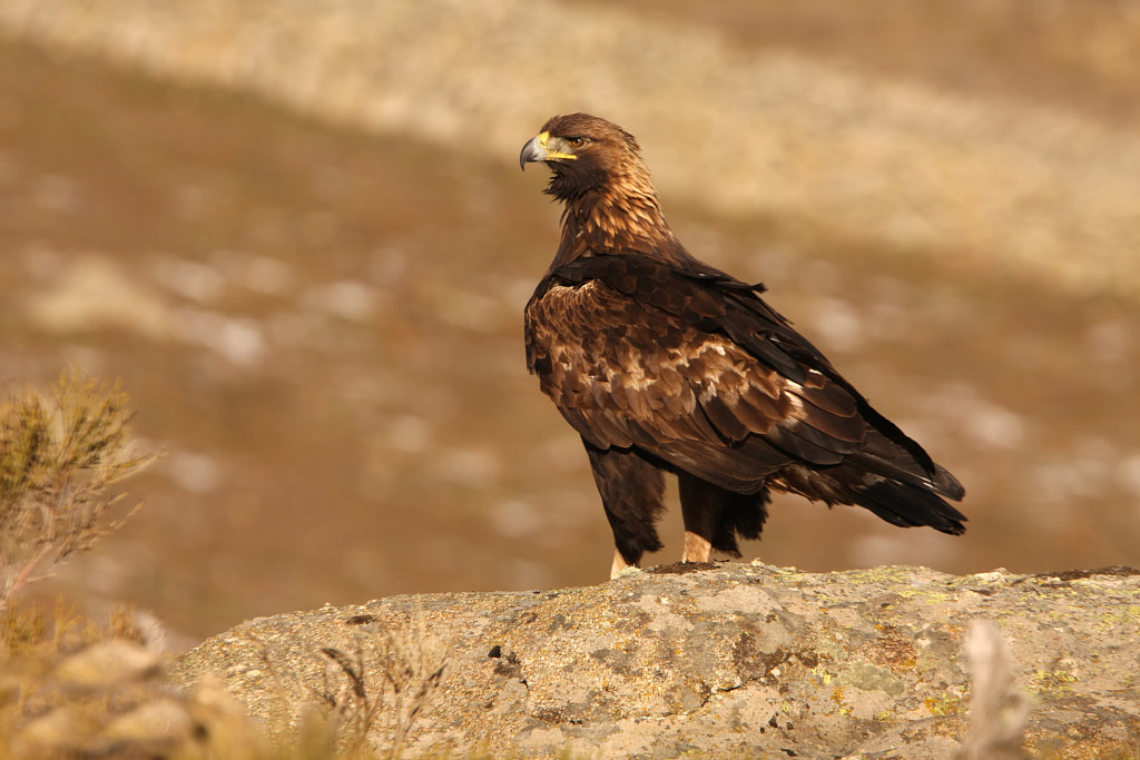 Aquila chrysaetos. Golden eagle 17 Species of Hawks in the United States
