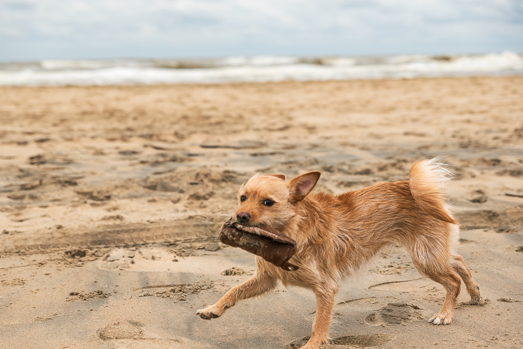 Dog at Beach, автор — Christian Braun на 500px.com