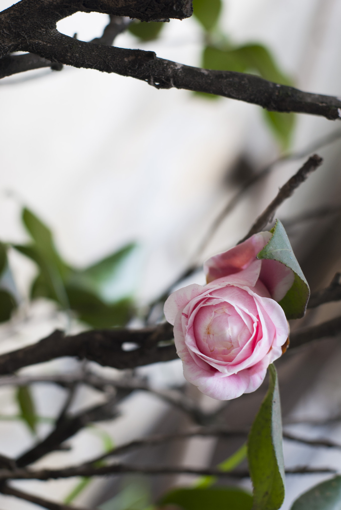Camellia