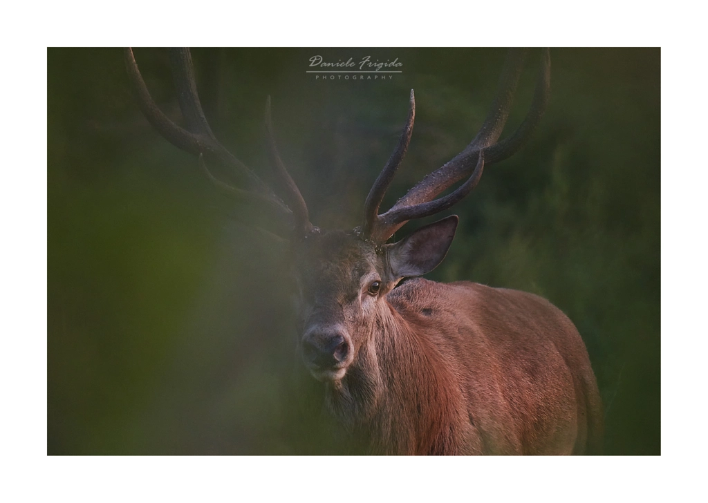 Sguardi by Daniele Frigida on 500px.com