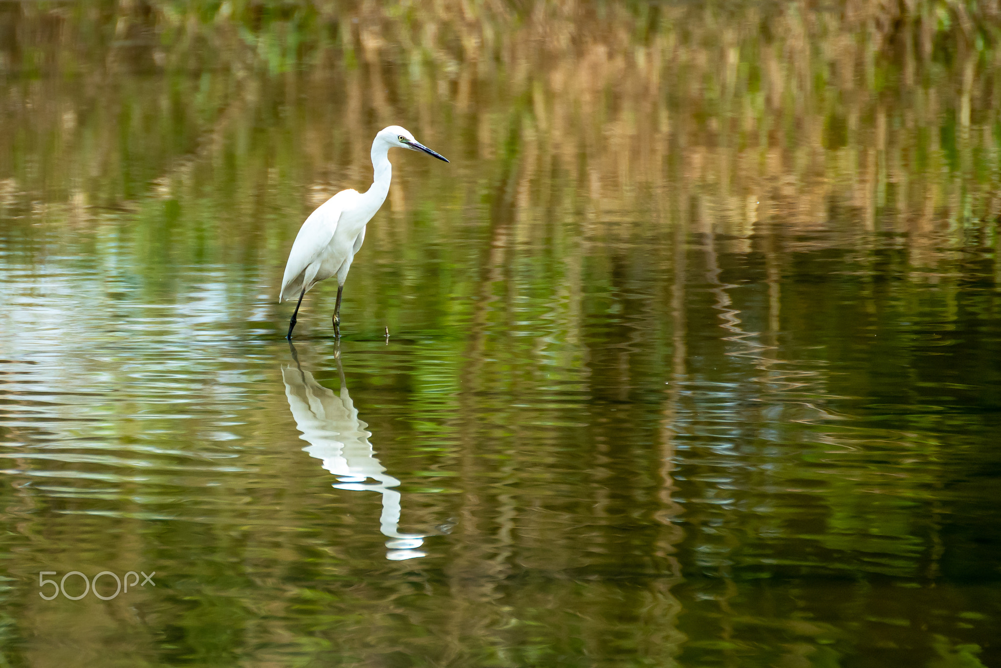 White bird.