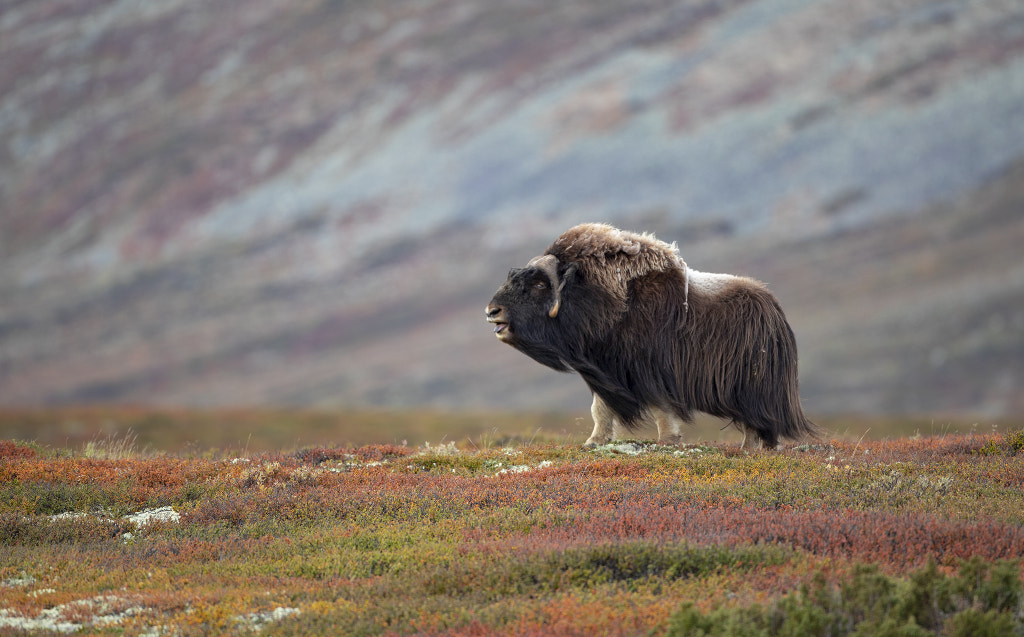 Wonderful Dovre Mountain - Musk by Håkon Øvermo on 500px.com