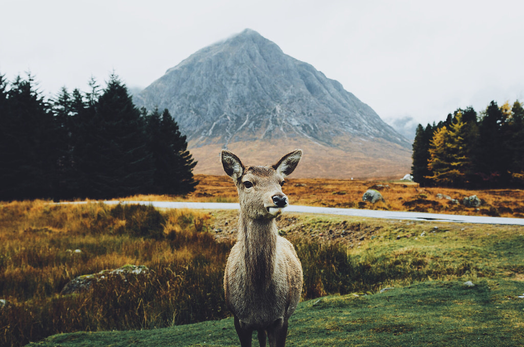 Lady of the Glen by Daniel Casson on 500px.com