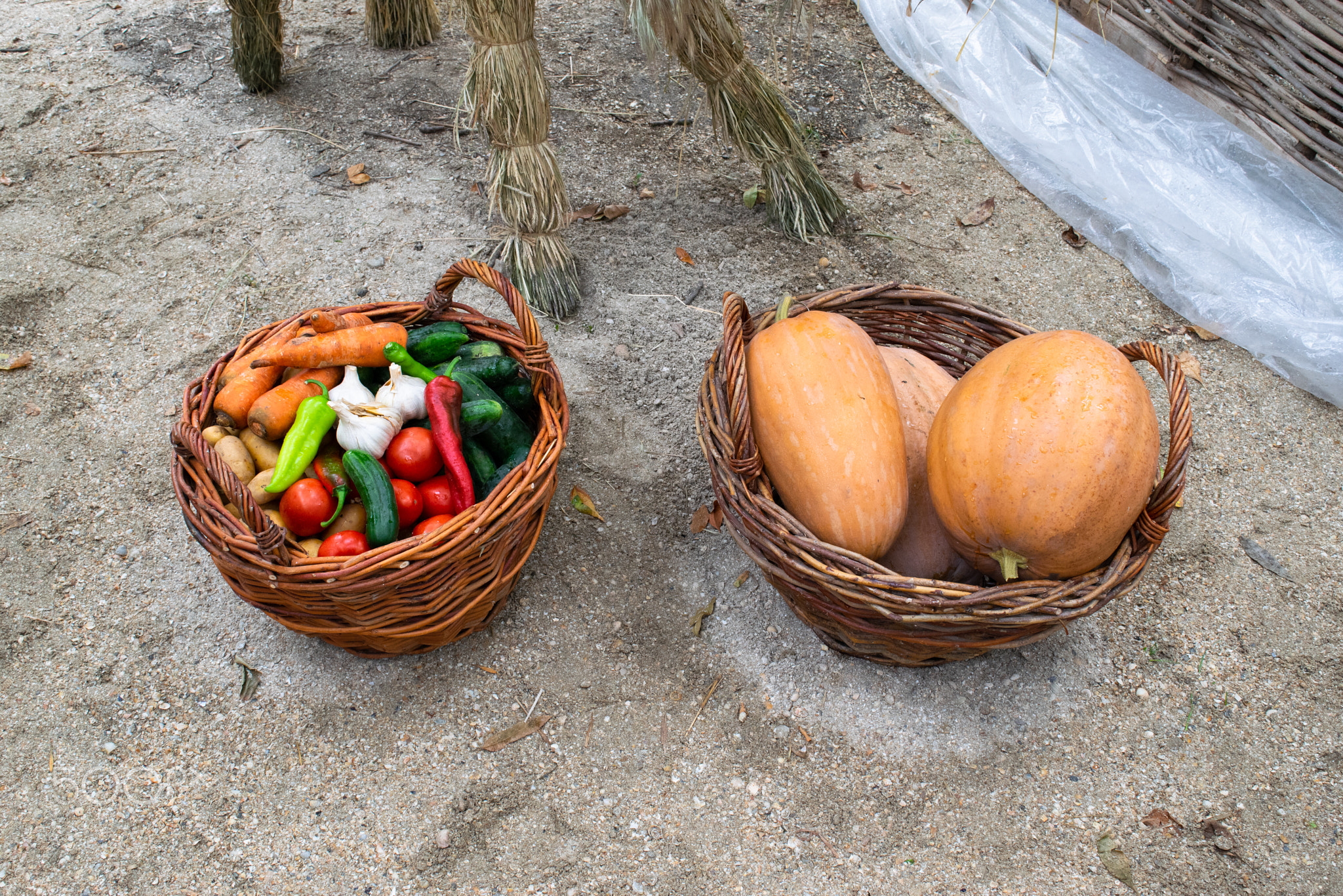 Baskets with vegetables. Assorted vegetables. Rural harvest.