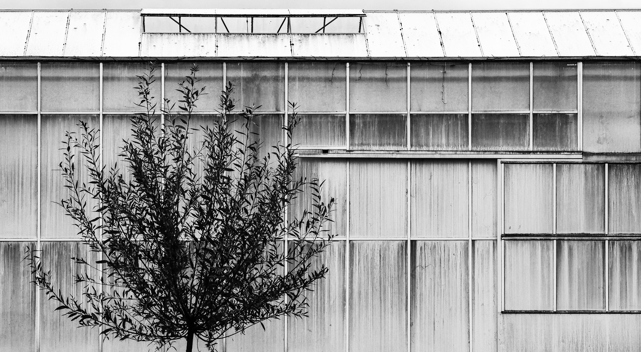 Green House
