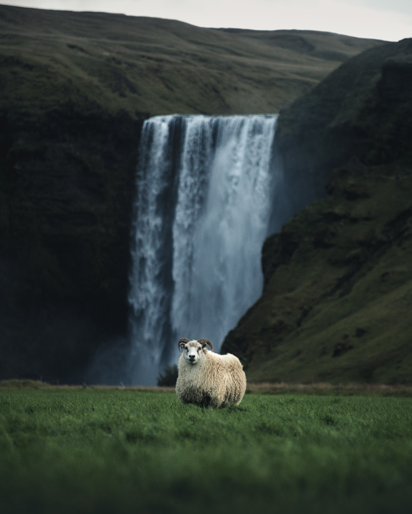 Icelandic portrait by Boris Barabas on 500px.com