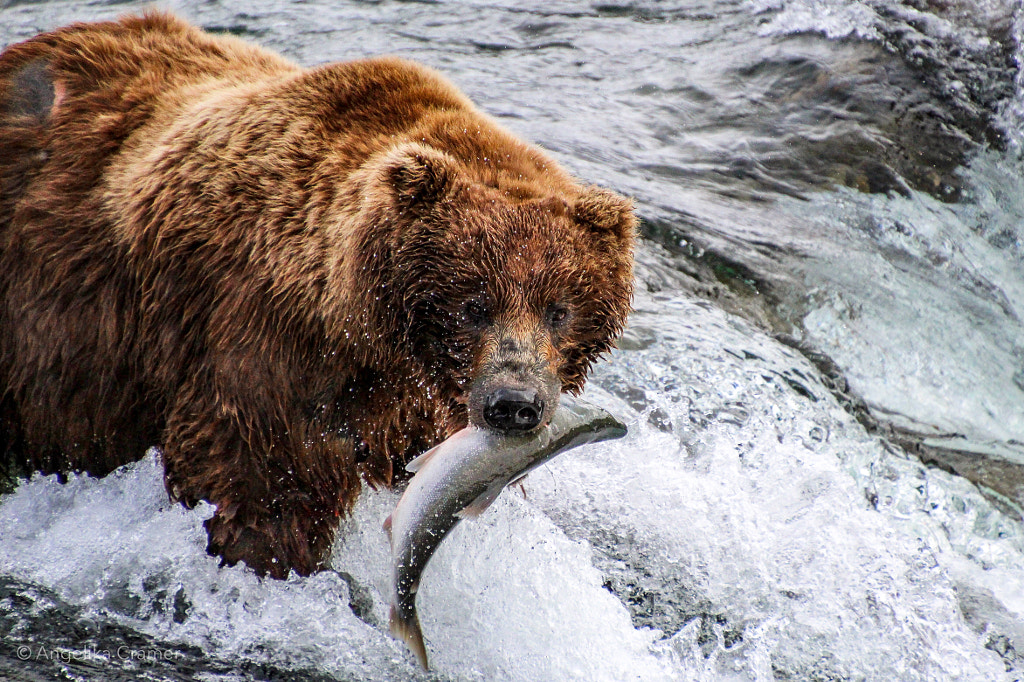 Brown bear at Brooks Falls by Angelika Cramer on 500px.com
