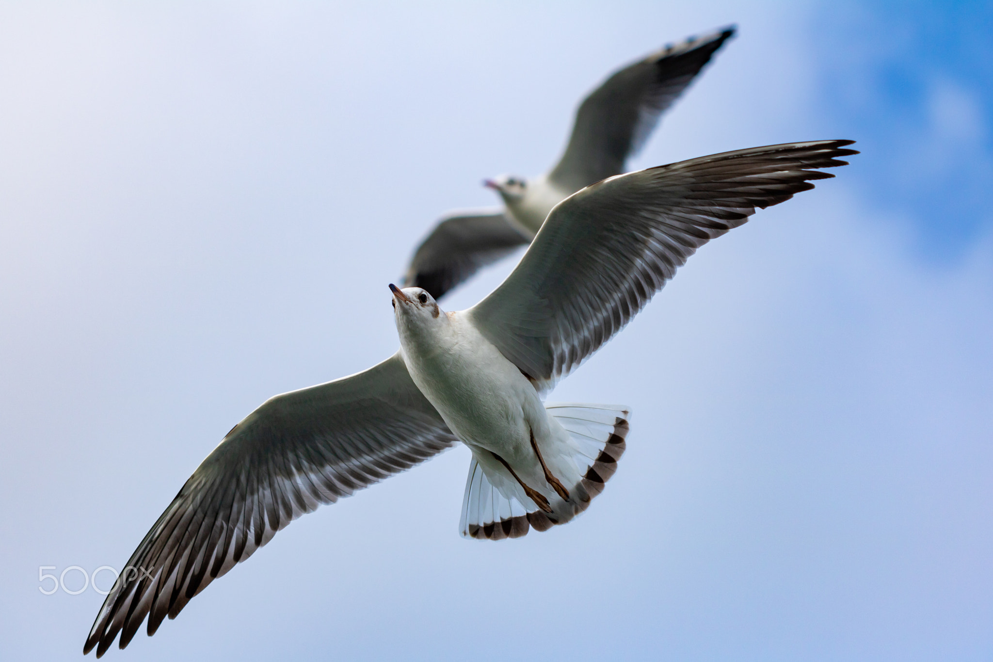 Seagull