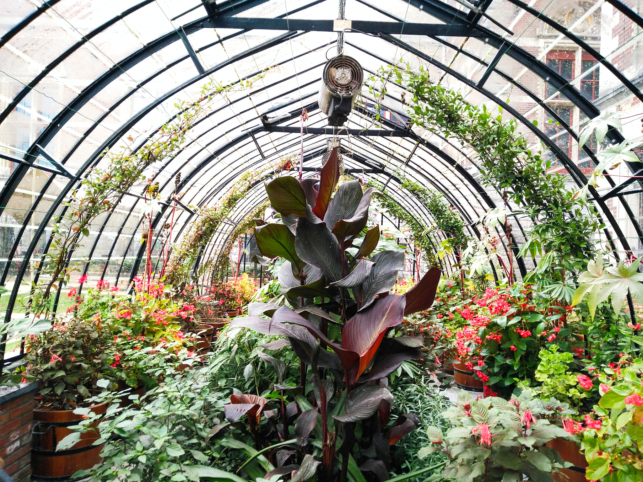 flowers and plants in an indoor garden