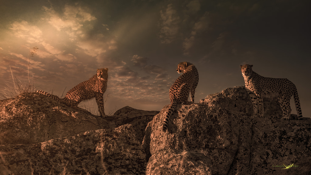 Tres Cheetas by Carlos Santero on 500px.com