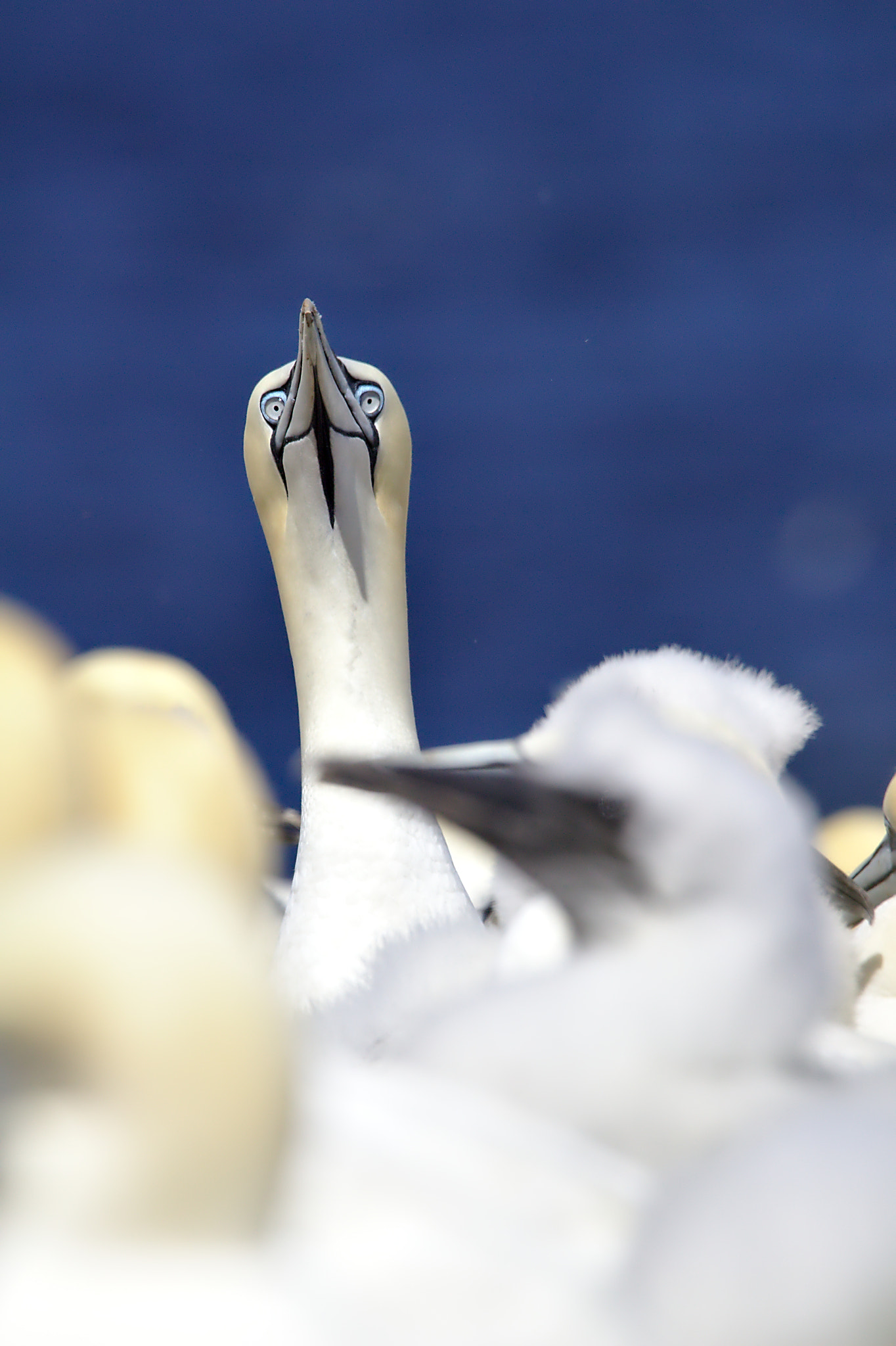 Goofy Gannet