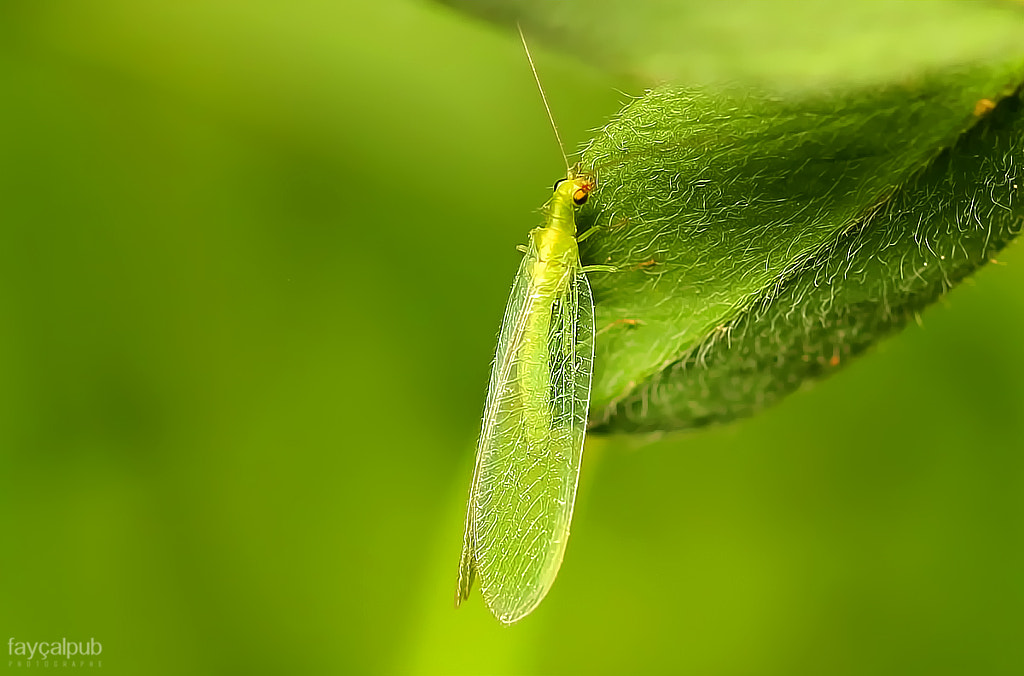 flying-insect-green-by-fay-al-mimoun-500px