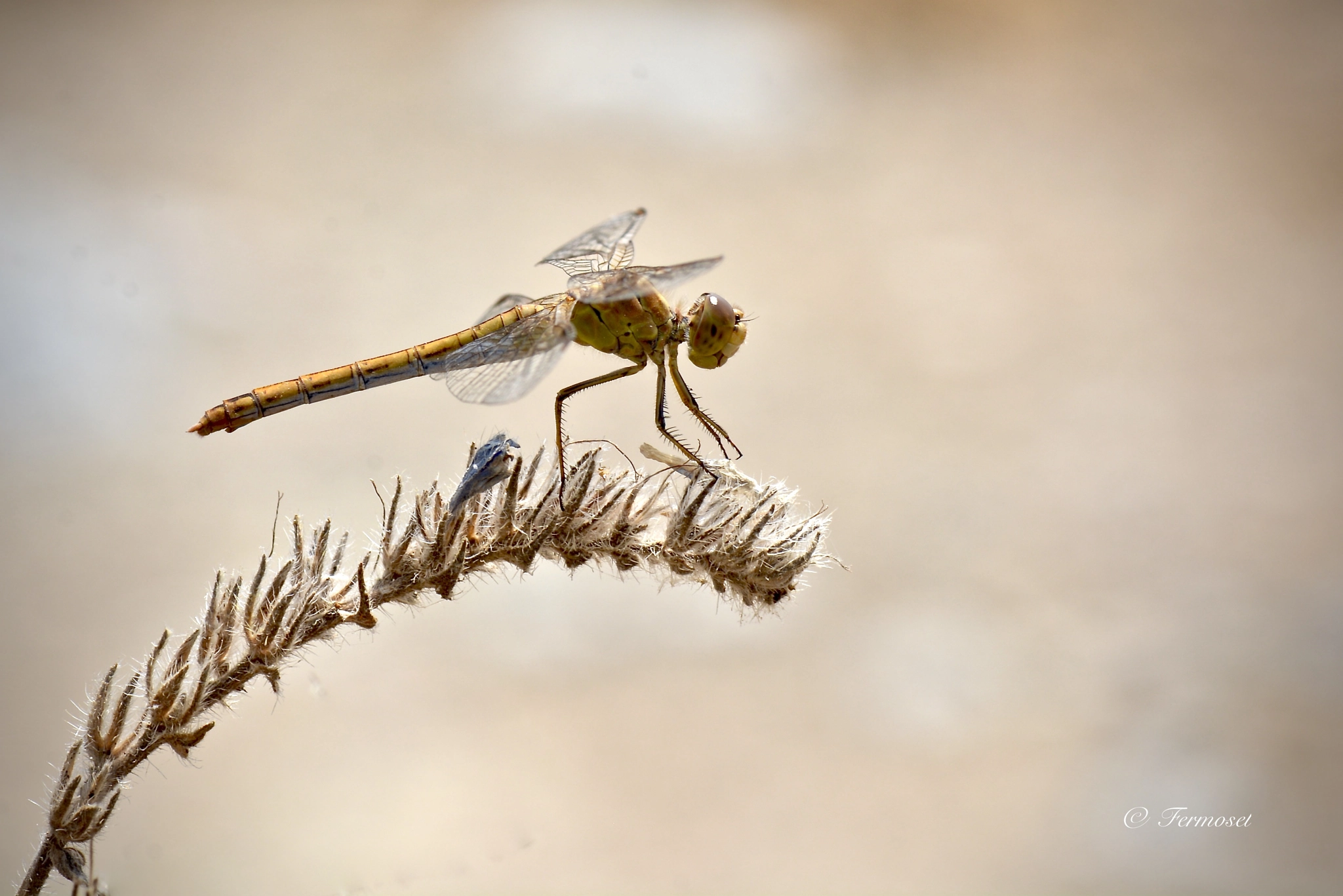 Orthetrum brunneum (hembra)