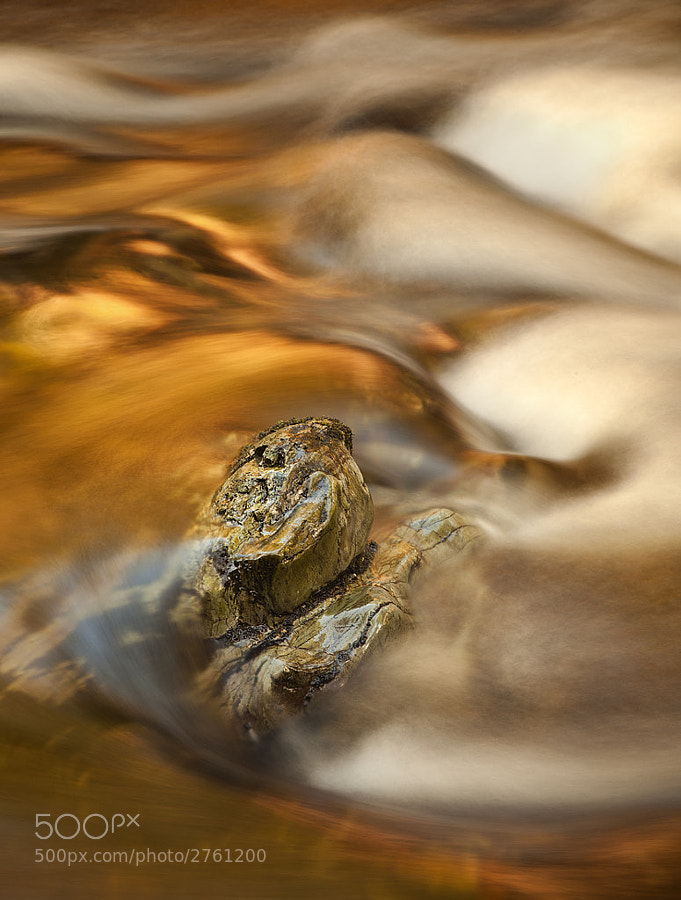 Golden Waters by Gary McParland