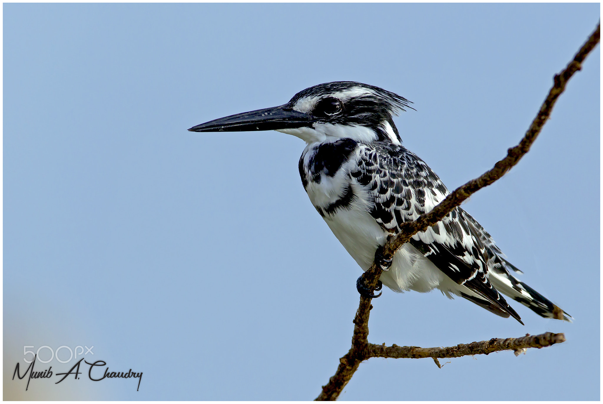 The Handsome Male Kingfisher!