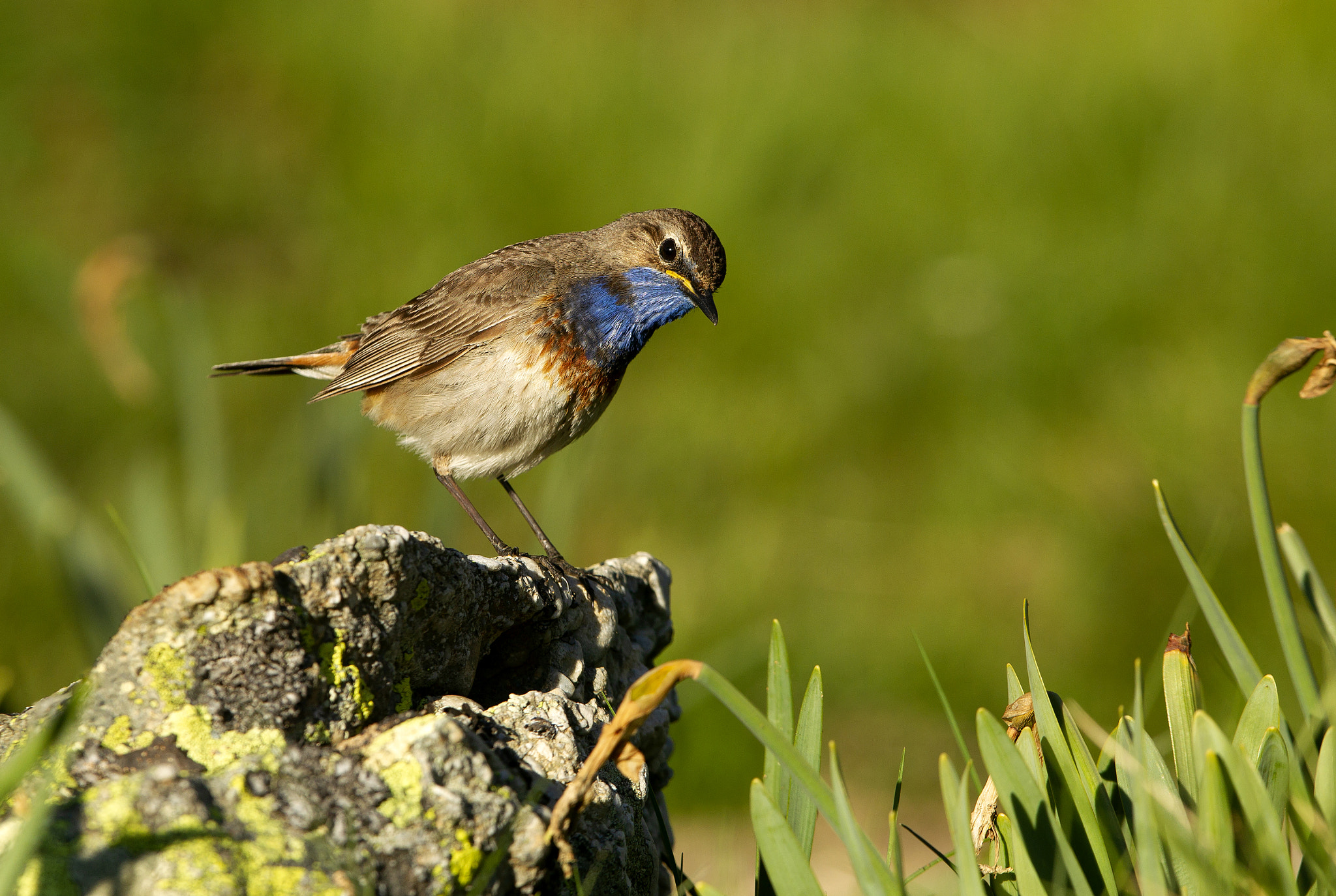 Bluethroat. Luscinea svecica