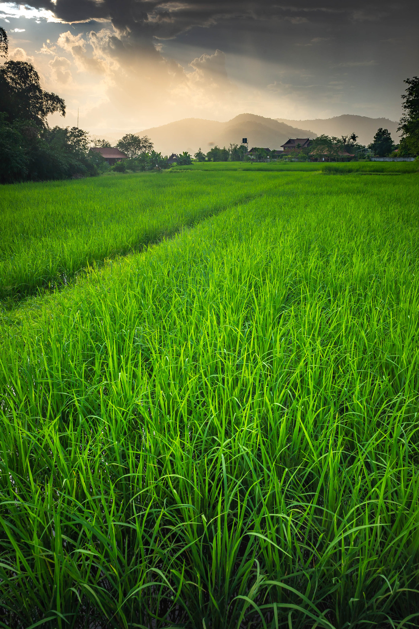 Rice field before sunset