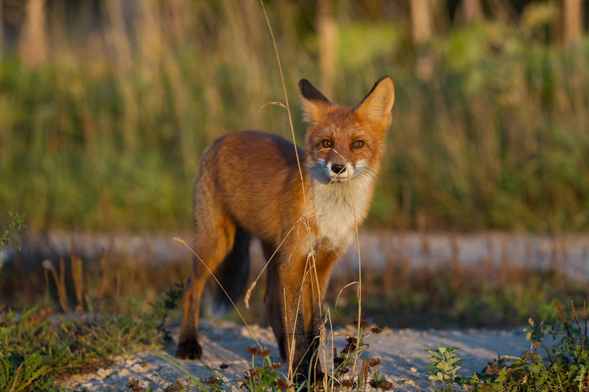 Cute young fox cub on the grass background. One. Evening light.