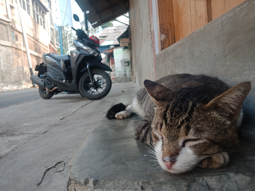 Cat and bike, автор — Bangkit Ardiansyah на 500px.com