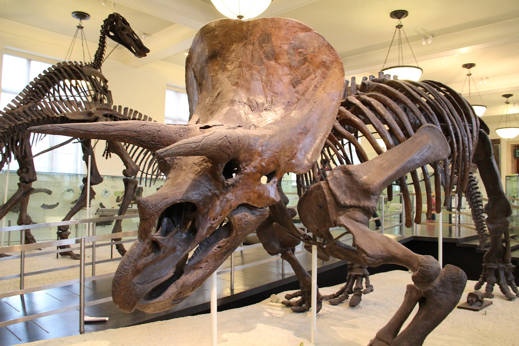  What Does Triceratops Eat? And Triceratops Facts That Will Surprise You