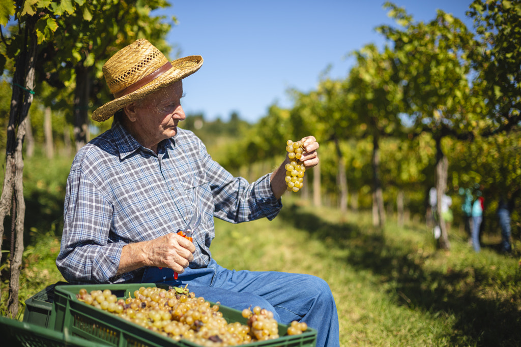 Old Vine by Jure Batagelj on 500px.com