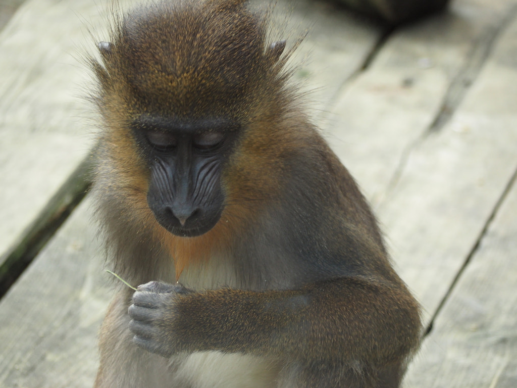 500px.comのgri griさんによる京都市動物園