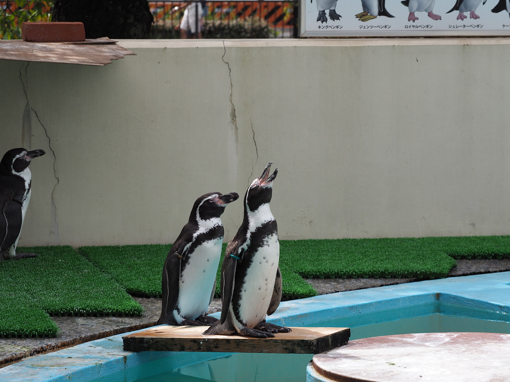 500px.comのgri griさんによる京都市動物園