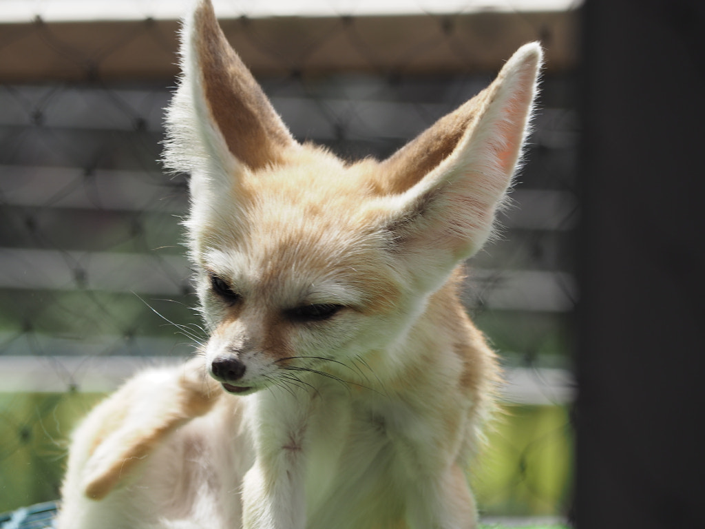 500px.comのgri griさんによる京都市動物園