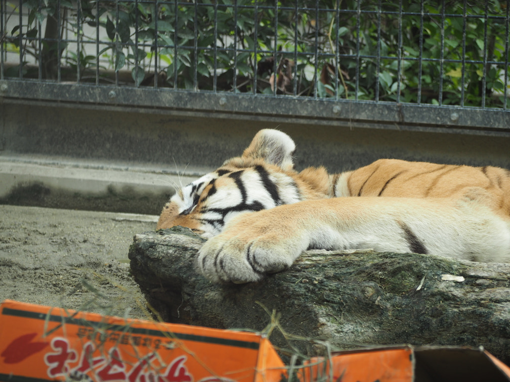 500px.comのgri griさんによる京都市動物園