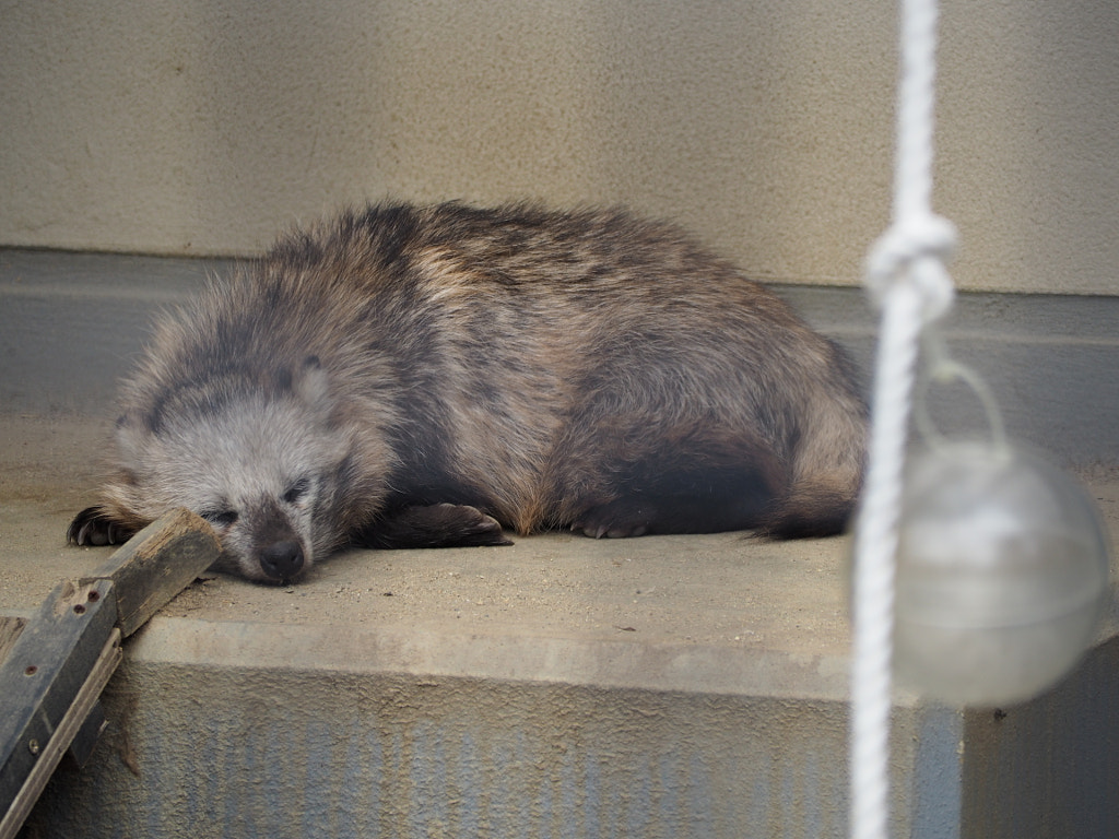 500px.comのgri griさんによる京都市動物園