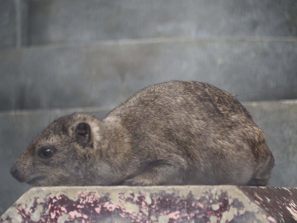 500px.comのgri griさんによる京都市動物園