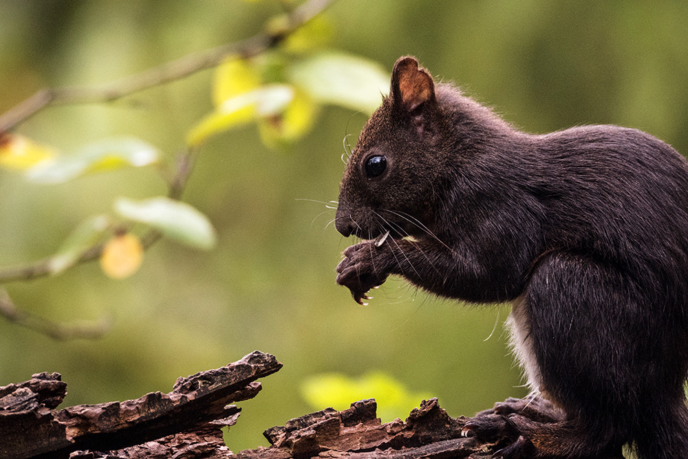 squirrel by Susanne Ludwig on 500px.com