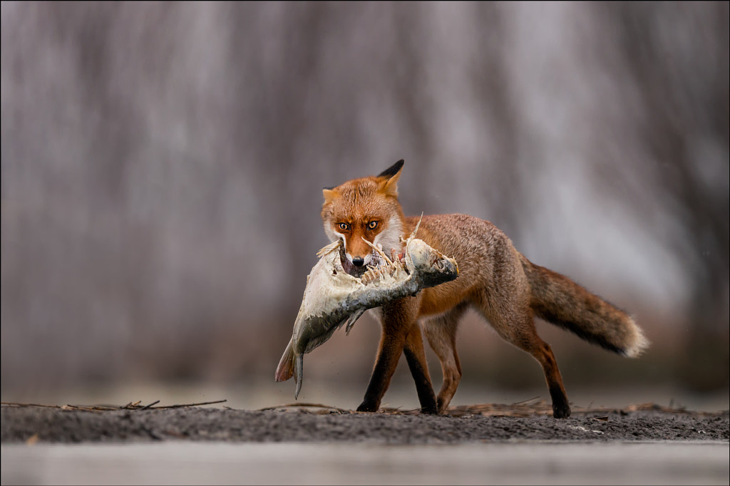 lunch for fox by Georg Scharf on 500px.com