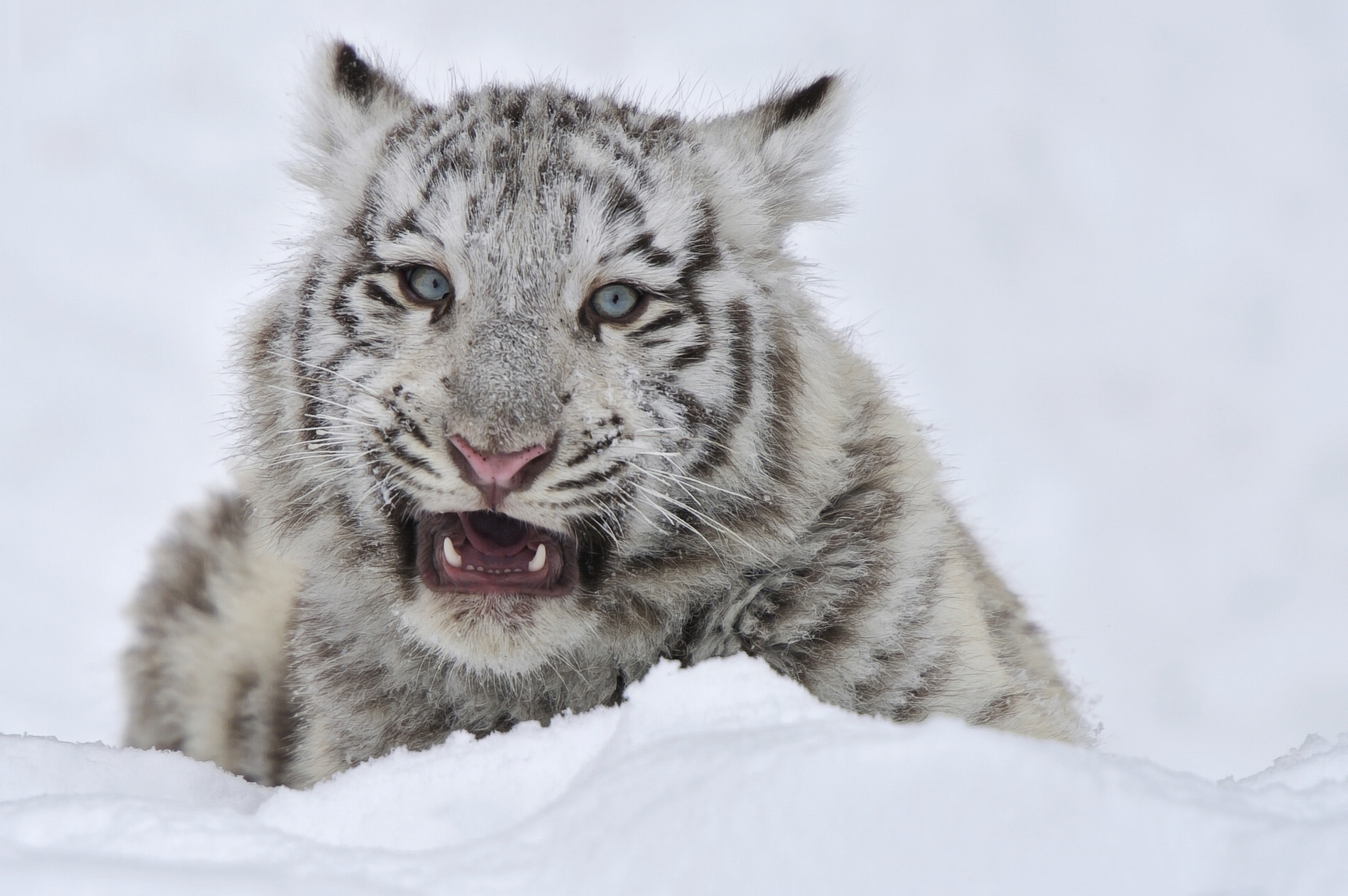 Angry White Tiger Cub by Josef Gelernter - Photo 27677541 / 500px